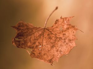 Hoja de otoño cayendo que representa la impermanencia y el acto de soltar en Anapanasati