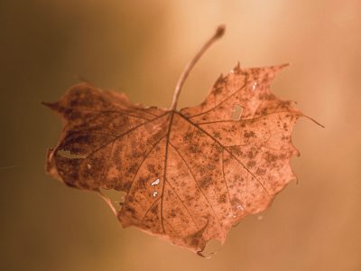Hoja de otoño cayendo que representa la impermanencia y el acto de soltar en Anapanasati
