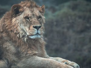 Mirada fija y concentrada de un león como metáfora de la atención plena en la meditación Anapanasati